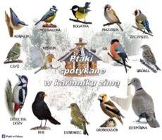 Mały plakat niektórych ptaków w Polsce
